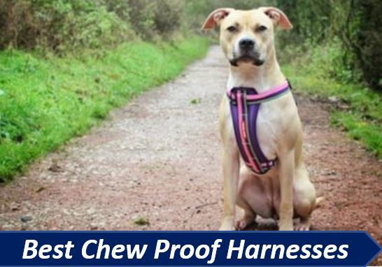 the best chew proof dog harnesses