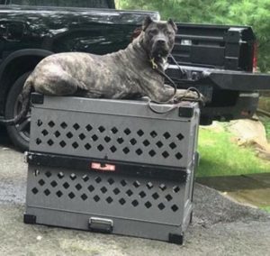 impact dog crate review
