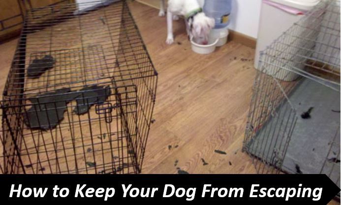 keep dog from escaping