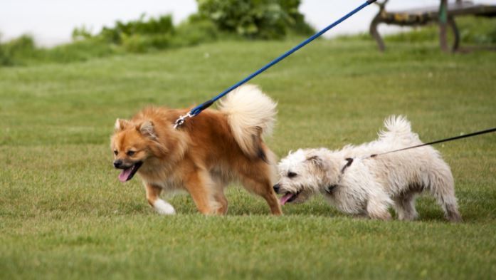 stop dog leash pulling