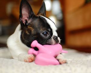 dog playing with toy